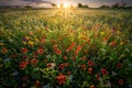 Texas Wildflowers at Sunrise Royalty Free Stock Photo