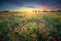 Texas Wildflowers at Sunrise Royalty Free Stock Photo