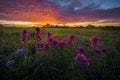 Texas Wildflowers at Sunrise Royalty Free Stock Photo