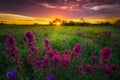 Texas Wildflowers at Sunrise Royalty Free Stock Photo