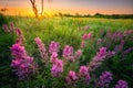 Texas Wildflowers at Sunrise Royalty Free Stock Photo