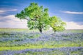 Texas Wildflowers at Sunrise Royalty Free Stock Photo