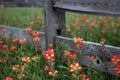 Texas wildflowers and wooden fence in Spring