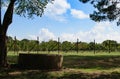 Texas Wine Country Vineyard in Fredericksburg with Grape Stomping Pit (Pigeage Royalty Free Stock Photo