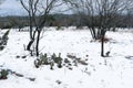 Prickly pear cactus and mesquite trees in Texas winter snow landscape