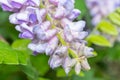 Texas wisteria is an ornamental plant with purple flowers that are quite fragrant