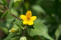 Texas yellow star, Lindheimera texana Royalty Free Stock Photo