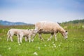 Texel ewe female sheep with newborn lamb in lush green meadow in Spring Time. Royalty Free Stock Photo