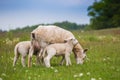 Texel ewe, female sheep, with newborn twin lambs in lush green meadow in Spring Time. Royalty Free Stock Photo