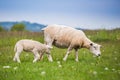 Texel ewe, newborn lamb sheep in lush green meadow in Spring Time. Royalty Free Stock Photo