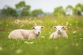 Texel ewe, newborn twin lambs in lush green meadow in Spring Time. Royalty Free Stock Photo