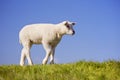 Texel lamb on the island of Texel, The Netherlands Royalty Free Stock Photo