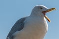 Texel, the Netherlands. August 2020. Close up of a screaming seagull. Royalty Free Stock Photo