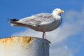 Texel, Netherlands. August 2022. Resting seagull on a rusty mooring post. Royalty Free Stock Photo