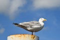 Texel, Netherlands. August 2022. Resting seagull on a rusty mooring post.