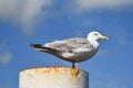 Texel, Netherlands. August 2022. Resting seagull on a rusty mooring post.