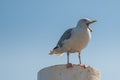 Texel, the Netherlands. August 13, 2021.Screaming seagull on a mooring post. Royalty Free Stock Photo