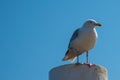 Texel, the Netherlands. August 13, 2021.Screaming seagull on a mooring post. Royalty Free Stock Photo