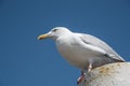 Texel, the Netherlands. August 13, 2021.Screaming seagull on a mooring post. Royalty Free Stock Photo