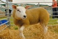 Texel Sheep