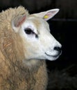 Texel Sheep