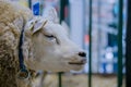 Texel sheep at animal exhibition, trade show - close up