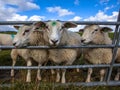 Texel sheep watching