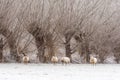 Texelaar sheep standing in the snow with bare pollard trees in the background