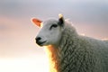 Texil Sheep Royalty Free Stock Photo