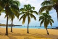 Cape Verde, Tarrafal Bay Beach, Coconuts Trees on Sand, Tropical Landscape, Santiago Island Royalty Free Stock Photo