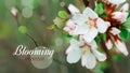 Text BLOOMING EVERYDAY flower of Nanking cherry. White flowers Prunus tomentosa on a bush Korean cherry. Flowers cherry tree