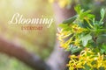 Text BLOOMING EVERYDAY Jostaberry blackcurrant bush branch blossoming for backgrounds in garden