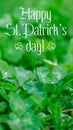 Text Happy Saint Patricks Day shiny green clover. Green clover leaves with drops of dew or rain close up. St. Patrick's Royalty Free Stock Photo