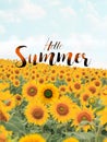 Text hello summer with sunflower field background Royalty Free Stock Photo