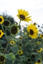 Text space with backlit, back lighting of sunflowers on stems blooming and seeding.