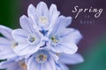 Text Spring is here. Scylla Siberian closeup. Little blue flowers. White-blue snowdrops Royalty Free Stock Photo