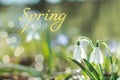 Text Spring time flowering white in sunshine, Common Snowdrop flowers with Water Drops in Spring Forest. Galanthus Royalty Free Stock Photo