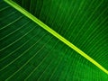 Textur green leaf