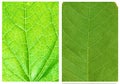 Green leaf backgrounds patterns