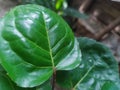 Textur Green Leaf in focus