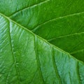 Textur Green leaves