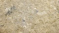 Textura of sand with traces of crabs