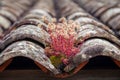 Textural background. Close-up of a red beautiful bush sprouted on aged old antique vintage tiles on the roof of a medieval Royalty Free Stock Photo