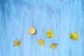 Textural background painted with blue paint with composition of colorful maple autumn leaves.. Top veiw, copy space Royalty Free Stock Photo