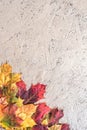 Textural background painted with gold paint with composition of colorful maple autumn leaves Royalty Free Stock Photo