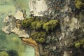 Textural exploration: A study in bark, moss, and organic painted surfaces Royalty Free Stock Photo