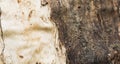 A fragment of an old rotted tree Royalty Free Stock Photo