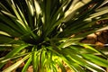 A textural,green and clean plant leaves over the garden