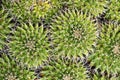Textural image of cactuses Royalty Free Stock Photo