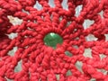 Textural lace red tablecloth on a glass table. Abstract wallpaper. Royalty Free Stock Photo